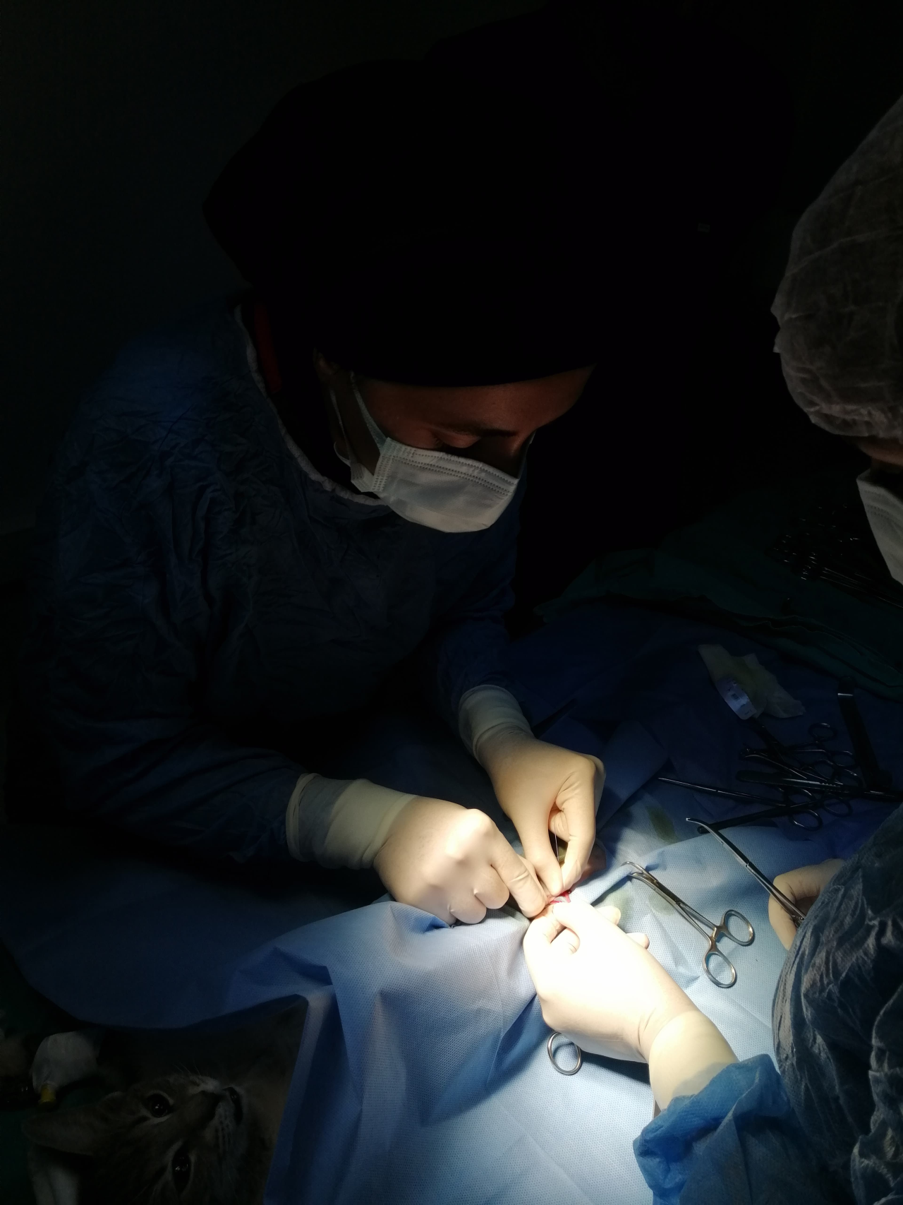 Milas Veteriner Fakültesi Eğitim ve Uygulama Hastanesi Randevulu Hasta Kabulüne Başlamıştır